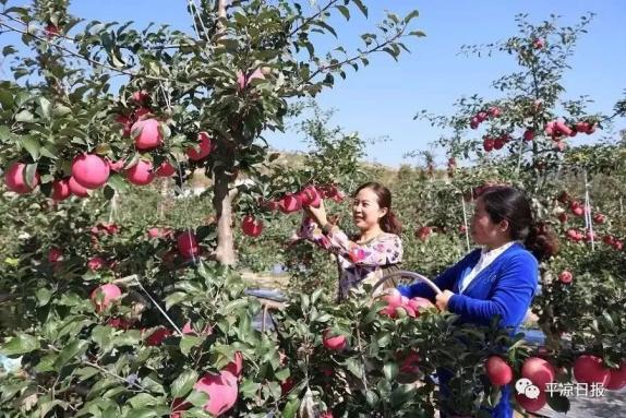 甘肅靈臺縣：蘋果紅了，果農(nóng)的錢袋子鼓了